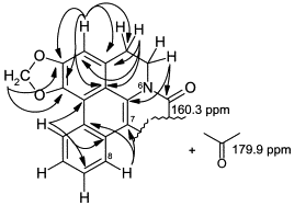 Image result for Lettowianthus stellatus