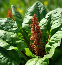 Image result for Rumex