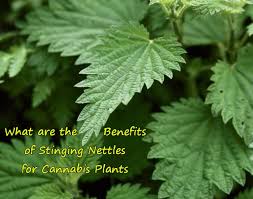 Garlic water is an easy and simple way to rid your plants of pests without using harmful chemicals that may be toxic or may leech into the ground water. What Are The Benefits Of Stinging Nettles For Cannabis Plants