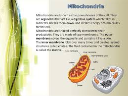 Have outer and inner membranes. Eukaryotic Cell Structure Online Presentation