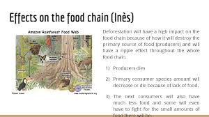 Secondary consumers eat teh primary and other animals. Impact Of Deforestation On The Rainforest Ecosystem Ppt Video Online Download