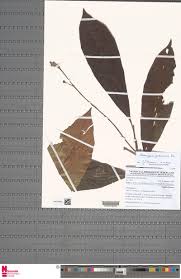 Image result for Ochthocharis dicellandroides