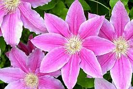 Clematis 'dr ruppel' (clematis 'dr ruppel') will reach a height of 2.5m and a. Clematis Dr Ruppel Order Online