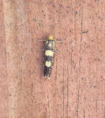 Image result for Ericinella