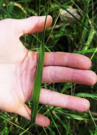 Image result for Leersia