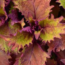 Image result for Coleus hereroensis