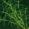 Bermuda grass (cynodon dactylon) this perennial grass is not a threatened species and can be seen all over the southern africa. Https Encrypted Tbn0 Gstatic Com Images Q Tbn And9gcrcq7mkjwaddqf5i0wi Q Sxscopdmspxmx6ghsev9o Vgjsna0 Usqp Cau
