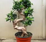 Ficus Retusa Bonsai 'S shape'