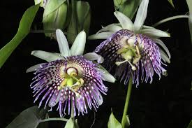 Image result for Passiflora ligularis