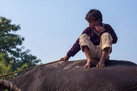 Photographing Delhi's Inner City Elephants