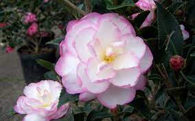 Leslie Ann Camellia Sasanqua Zone 7 9 Morning Filtered Sun Soil Type Clay Loam Sand Silt Soil Drainage Well Dr Plants Shade Shrubs Trees To Plant