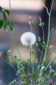 Oduvanchik Beautiful Flowers Dandelion Flower Flowers