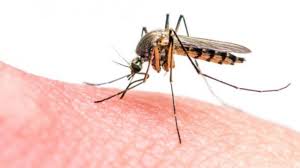 An infectious tropical disease that causes the skin to become yellow and can result in death 2…. Selain Virus Corona Waspadai Yellow Fever Atau Demam Kuning Bagi Yang Suka Ke Luar Negeri Tribun Batam