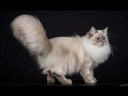 In some of the largest cat shows it is presented as a. Neva Masquerade Raza De Gatos Youtube