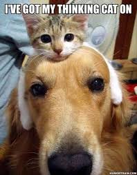 Funny Cats And Dogs Cute Animals Funny Animals Funny Animal Pictures