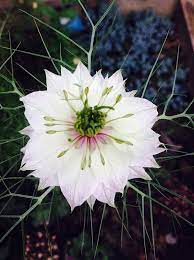 Love In The Mist Flowers White Flowers Cold Porcelain Flowers