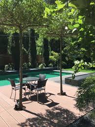 junge amberbaume liquidambar styraciflua in dachform gezogen als naturliches sonnendach uber dem sitzplatz am p garten garten landschaftsbau gartengestaltung