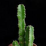 Image result for Euphorbia baylissii