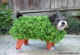 5 Easy Diy Pet Costumes For The Last Minute Procrastinator Dog Halloween Costumes Chia Pet Costumes Pet Halloween Costumes