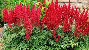 Mnogoletnie Cvety Kotorye Ne Nado Vykapyvat Na Zimu Flowers Perennials Shade Plants Easy Perennials