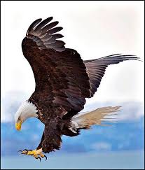 Bird Man A Portfolio Of John Isaac S Close Encounters Of The Avian Kind En 2020 Aguila Calva Aves Fotos De Animales Salvajes