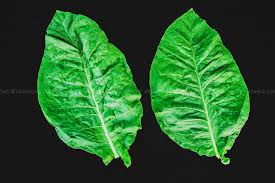 Gambar citra daun tembakau asli hasil 7. 30 Gambar Daun Tembakau Kartun Kumpulan Kartun Hd