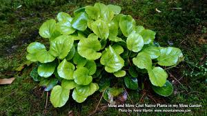 Image result for Nicolasia nitens