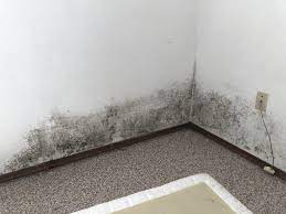 Check spelling or type a new query. The Amount Of Mould I Found Growing Behind My Bed Wtf
