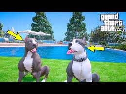 Yavru Pitbull Ve Abisi Kaos Un Yeni Devasa Evi Havuzu Var Gta 5 Youtube