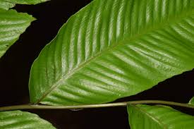 Image result for Uapaca nitida