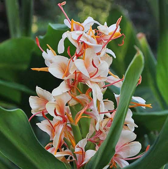 Hedychium - Ginger Lilies