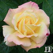 Beautiful Flowers And Roses Vegetablegardenideas Hybrid Tea Roses Peace Rose Heirloom Roses