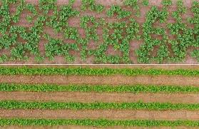 Mise en place isn't just for ingredients. Bul973 Improving Weed Control In Dry Bean Using Narrow Planting