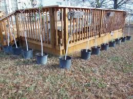 Placement of the tree in one's yard is critical, as fruit trees require at least six to eight hours of direct sunlight per day to produce enough carbohydrates for growth and the development of fruit. How And Why To Paint Fruit Tree Trunks Summers Acres
