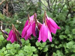 Image result for Dierama formosum