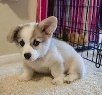The cheapest offer starts at £1,350. Pembroke Welsh Corgi Puppies For Sale Buffalo Ny 159734