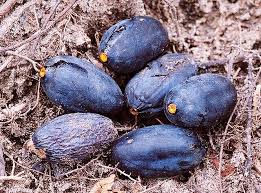 Image result for Canarium schweinfurthii