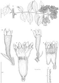 Image result for Combretum falcatum