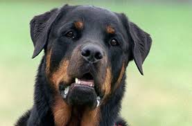 He is a healthy, show quality guy who has earned his keep and has since been retired. Villingen Schwenningen Rottweiler Der Rasse Wegen Aggressiv Villingen Schwenningen Umgebung Schwarzwalder Bote