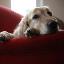 Apr 15, 2021 · the symptoms of depression will vary depending on the individual dog and the severity of the problem. How Do I Know If My Dog Is Depressed Popsugar Family