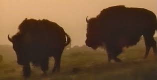 American Buffalo Spirit Of A Nation About Nature Pbs