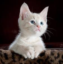 When is a kitten fully grown? Living With Teenagers Adolescent Cats Feline Engineering