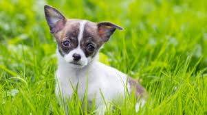 See our summary of this and an updated list of top recommended foods. Chihuahua Growth Chart When Do Chihuahuas Stop Growing