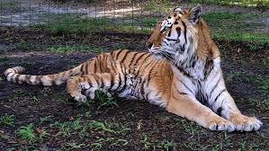 You can inject a heavy dose of insulin to your cats, and within 10 minutes it will put your cat to comma, and eventually to a peaceful and painless death. When To Euthanize A Tiger Big Cat Rescue