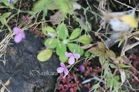 Image result for Canscora diffusa