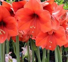 Pin On 2013 Garden Spot Amaryllis