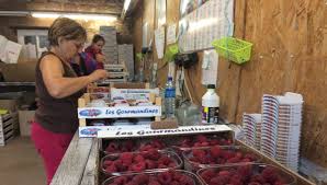 C Est Le Moment De Gouter Les Premieres Framboises De Correze