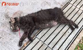 Yes, it can be scary and sad when they die. Cat Found Dead With String Around Neck After Falling Several Stories At Block 236 Toa Payoh Lor 1
