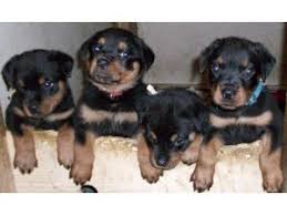 Looking for free rottweiler puppies? Rottweiler Puppies In Texas