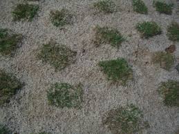 Tanam potongan rumput tersebut sampai akarnya tertutup. Cara Plug Turf Matters